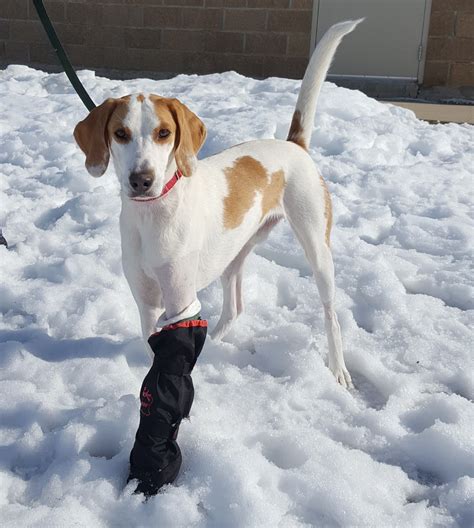 How Can You Tell If Your Dog Leg Is Broken at Katie Butters blog