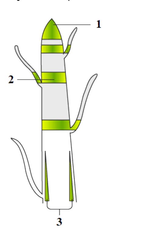 Which of these meristems help in increasing the girth of the plant?