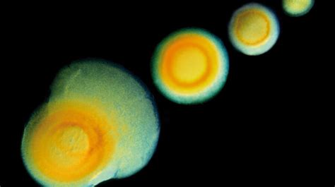 DarkField Microscope 的图像结果