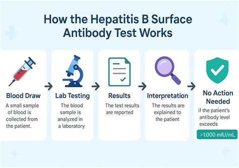 What is a Hep B Surface Antibody >1,000 Meaning? Things to Know ...