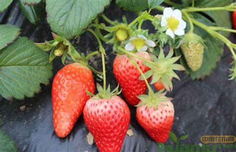 甜宝草莓产量高不高?一亩地种植经济效益如何?-种植技术-中国花木网