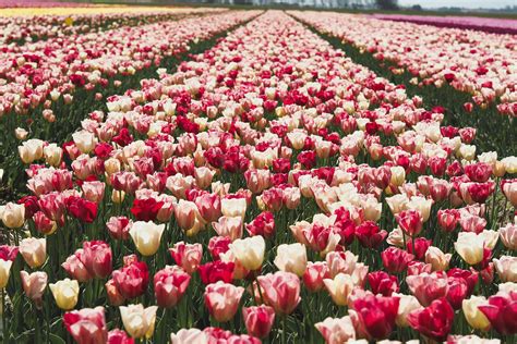 Hd Tulip Fields Amsterdam