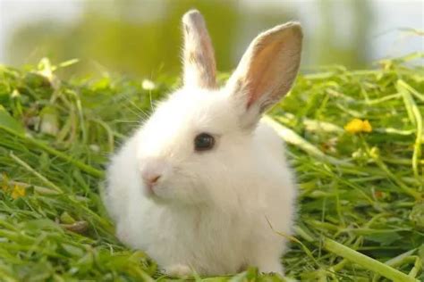 十兔九苦最命苦的兔几月出生 一月出生机敏非常-福缘殿
