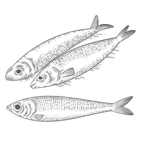 Images de Sardine Dessin Noir Blanc – Téléchargement gratuit sur Freepik