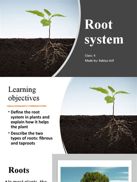 Image result for About Root System