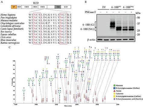 N-Glycosylation Facilitates 4-1BB Membrane Localization by Avoiding Its ...