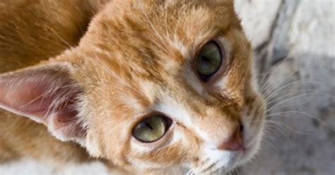 Drunk Men Hang Pregnant Cat To Death In Kerala Just For Fun. Will Our ...