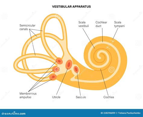 Ear Anatomy Utricle at Krystal Terry blog