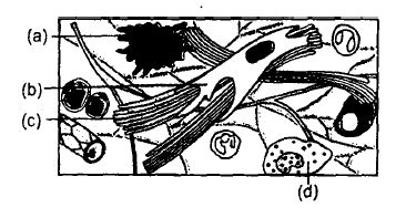 Given below is the diagrammatic sketch of a certain type of connective ...