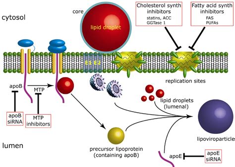 Lipid Metabolism and HCV Infection