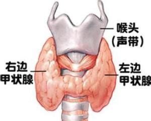 喉咙（解剖部位） - 搜狗百科