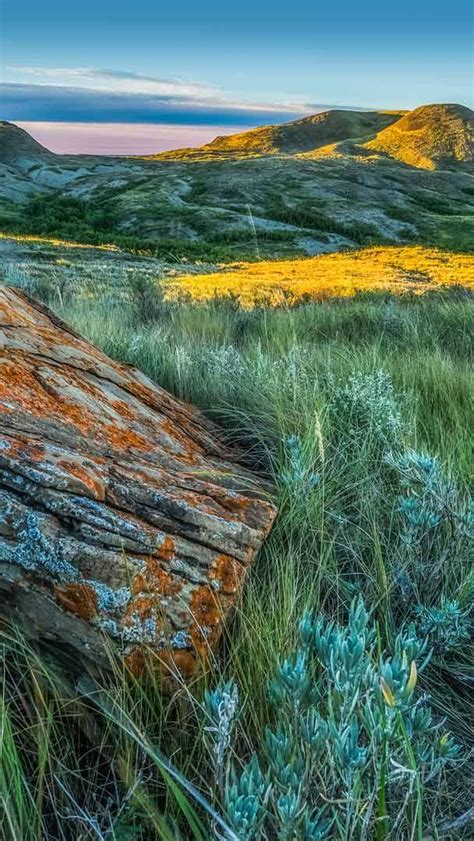 Bing Wallpaper Garden 的图像结果