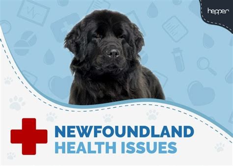 Cockapoo Health Issues: 11 Common Concerns | Hepper Pet Resources