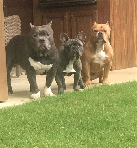 Fletcher Cox Pets - Celebrity Pets