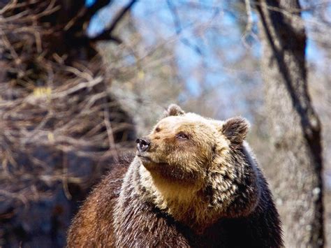 Marsican Brown Bear