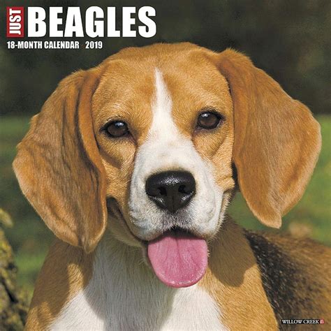 Buy Just Beagles 2019 Wall Calendar (Dog Breed Calendar) Book Online at ...