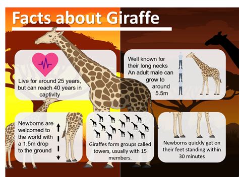 5 Interesting Facts About Giraffes Giraffe Facts For Kids