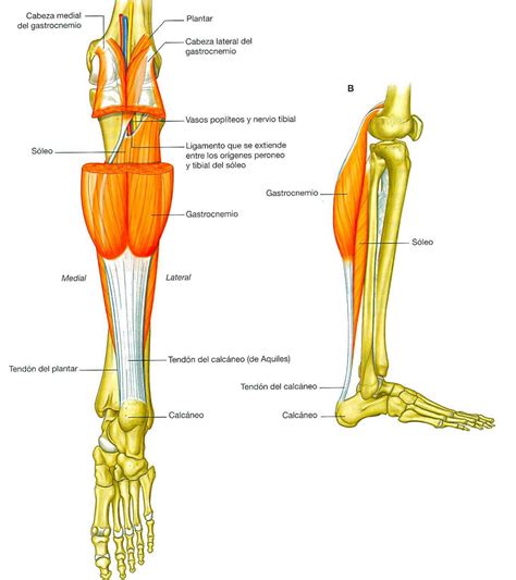 Musculos De La Pierna