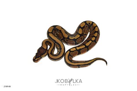 Image result for Red Marble Ball Python