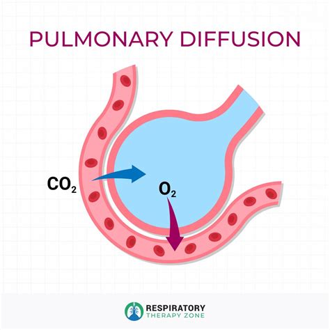 Image result for Diffusion Respiratory System