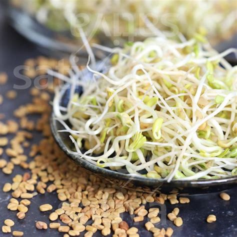 Fenugrec (graines germées) » Acheter des semences bio en ligne ...