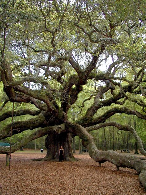 Image result for Example of Root of a Project