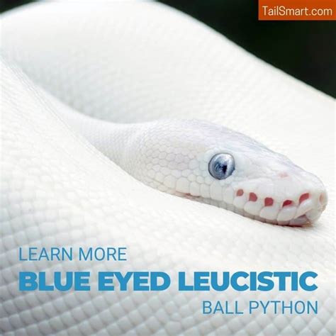 Image result for Leucistic Ball Python