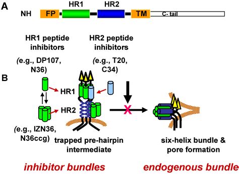 Escape from Human Immunodeficiency Virus Type 1 (HIV-1) Entry Inhibitors