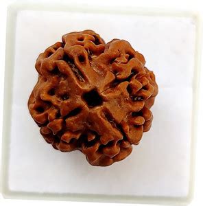 PRIYANSHU NAVRATN Natural 4 Mukhi Rudraksha Beads Original Certified 4 ...
