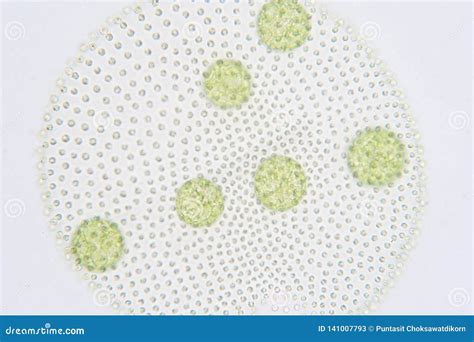 Volvox is a Polyphyletic Genus of Chlorophyte Green Algae or Phytoplankton Stock Image - Image ...
