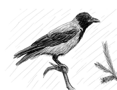 Image result for Crow Drawing Tutorial