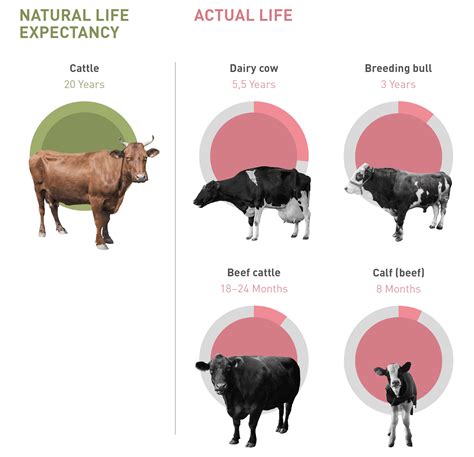 Age of Farm Animals - FOUR PAWS International - Animal Welfare Organisation