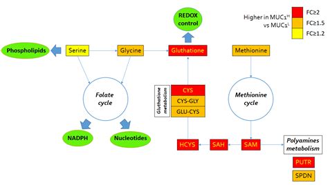 MUC1 Tissue Expression and Its Soluble Form CA15-3 Identify a Clear ...