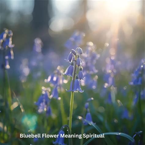 Bluebell Symbolism: The Hidden Meaning Behind the Delicate Flower
