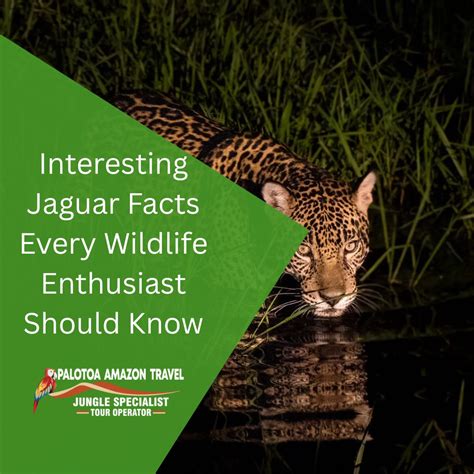 Jaguars Animal – Powerful Predator of the Americas