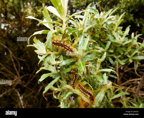 Brown Tailed Moth caterpillars Stock Photo - Alamy
