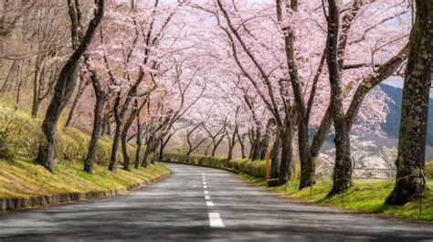 Image result for Spring Dereting