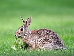 Image result for Cute Bunny Rabbit Names