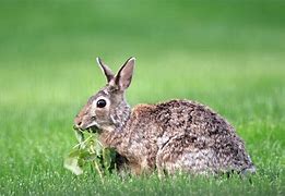 Image result for Cute Animated Bunny Rabbit