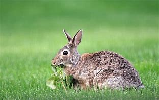 Image result for Play Bunny Rabbit