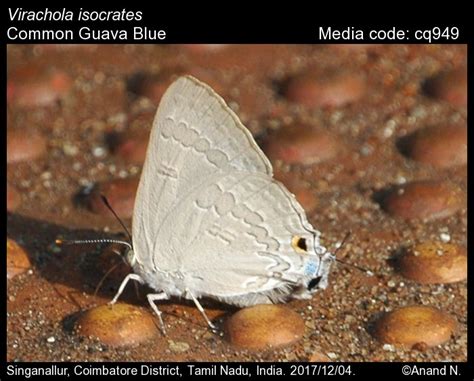 Virachola isocrates | Butterfly