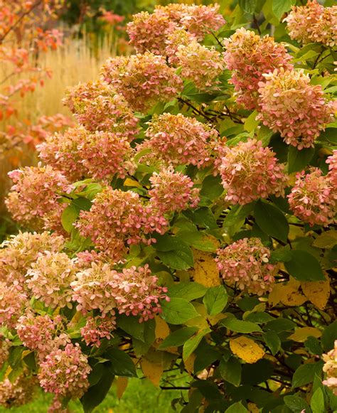 Hydrangea paniculata Limelight | Hayloft