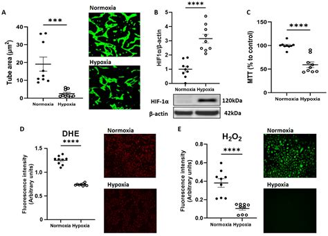 PLAC8-Mediated Activation of NOX4 Signalling Restores Angiogenic ...