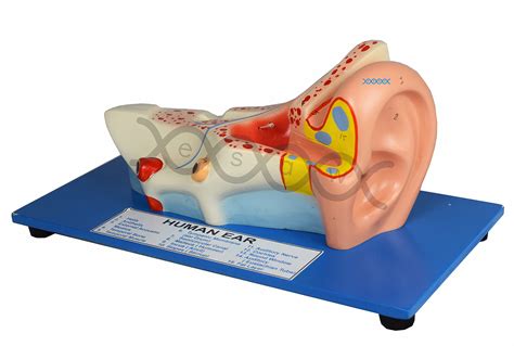 Oval Window Ear Model