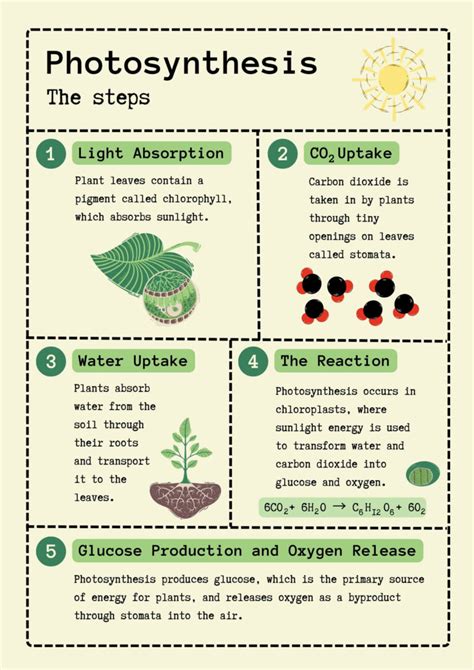 Image result for Basic Photosynthesis