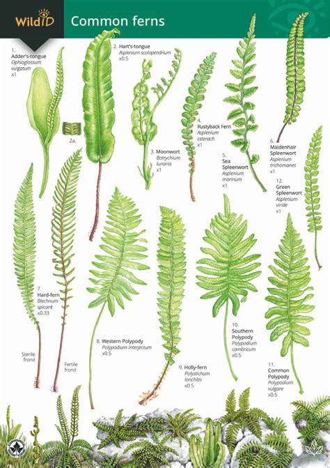Names Of Ferns 20 Best Types Of Ferns To Beautify Your Garden