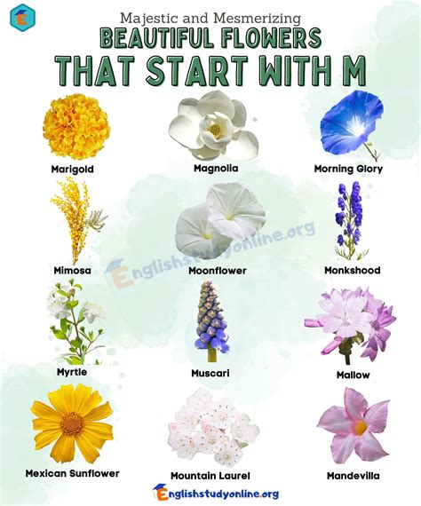 Flowers That Start With Ma at William Woodard blog