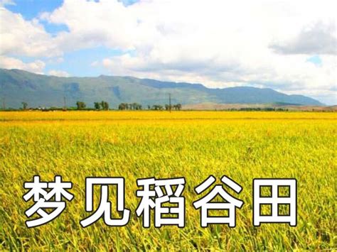 水稻的生长习性 水稻的生长条件是什么_中国历史网