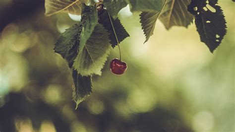 Download wallpaper 1600x900 cherry, berry, leaves, blur, minimalism ...