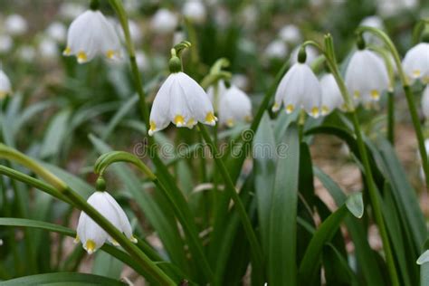 Image result for Spring Snowflake Plant
